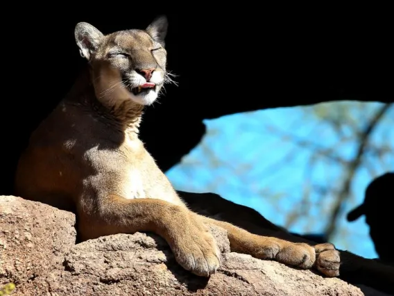 az sonoran desert museum wildcat