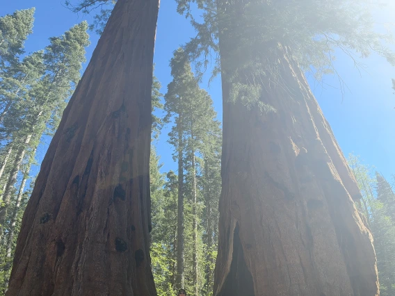 man in front of big tree