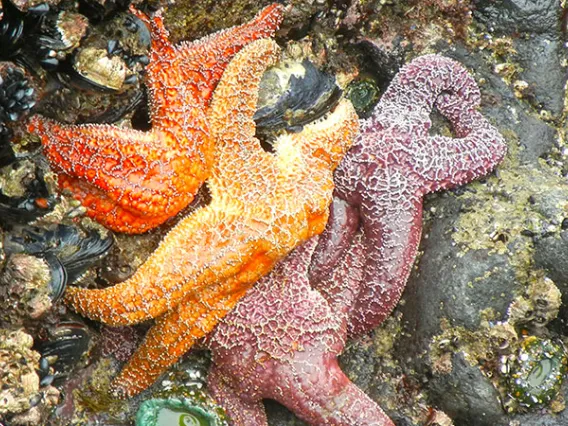 Starfish