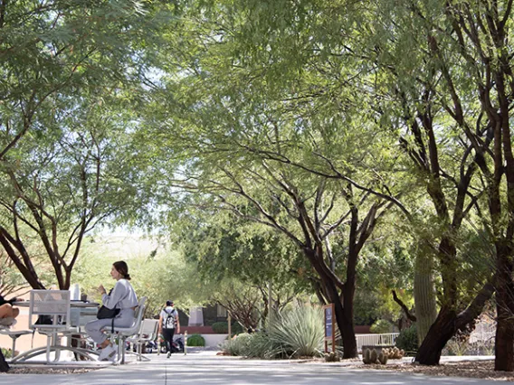 Students Studying in shaded area