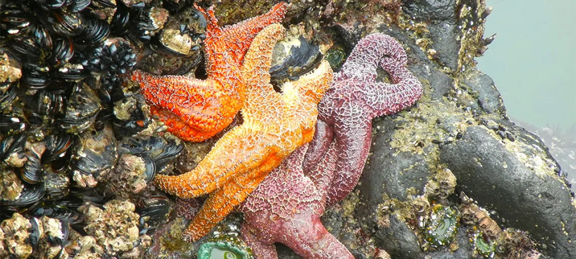 Starfish