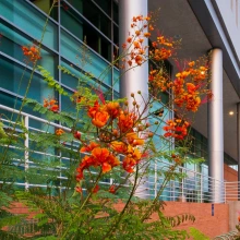 McClelland Hall Flowers