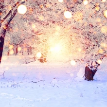 Trees in snow