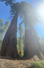 man in front of big tree